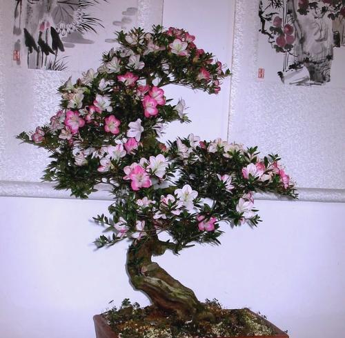 杜鹃花的正确养护方法有哪些？如何避免常见问题？