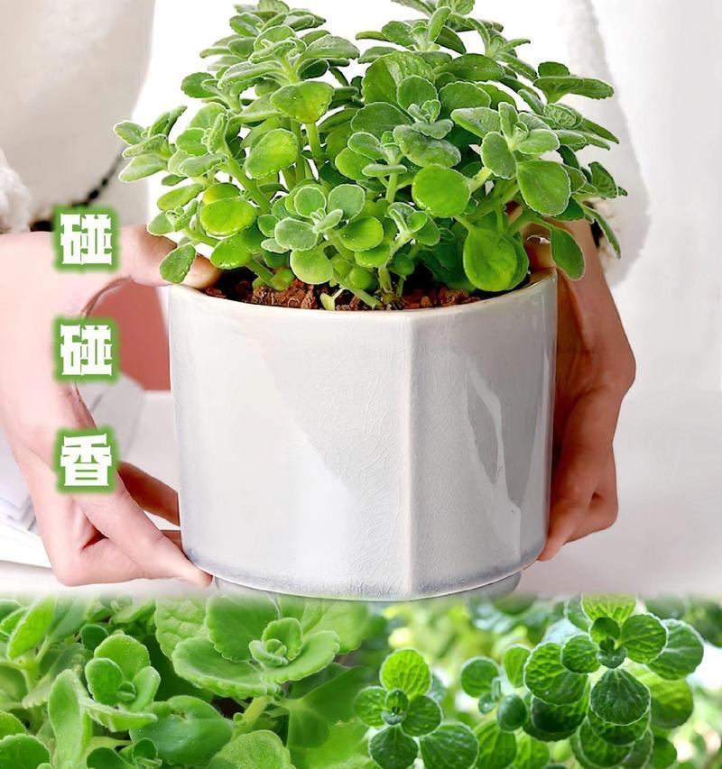 碰碰香扦插的成功秘诀是什么？