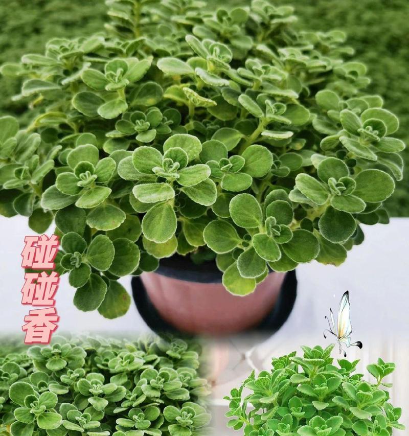 碰碰香扦插的成功秘诀是什么？