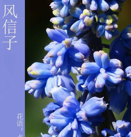 风信子花的外观特征是什么？