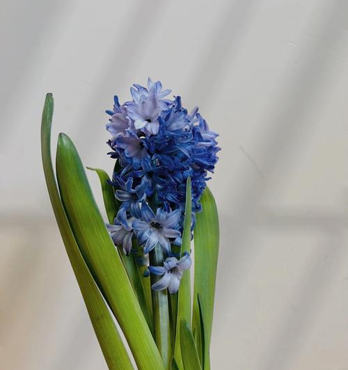 风信子花的外观特征是什么？