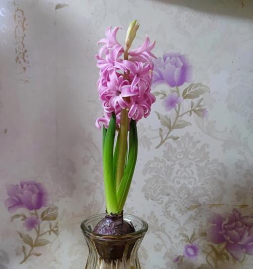 风信子花的外观特征是什么？
