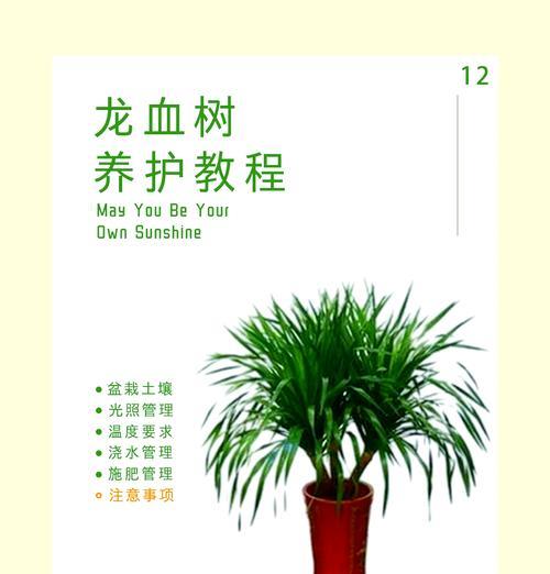 龙须树的养护技巧有哪些？