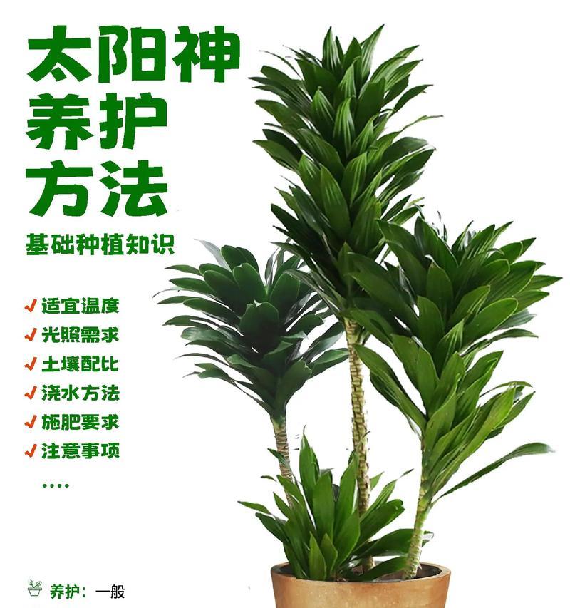 龙须树的养护技巧有哪些？