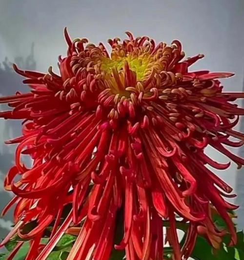 菊花有哪些缤纷色彩？如何培育出不同颜色的菊花？