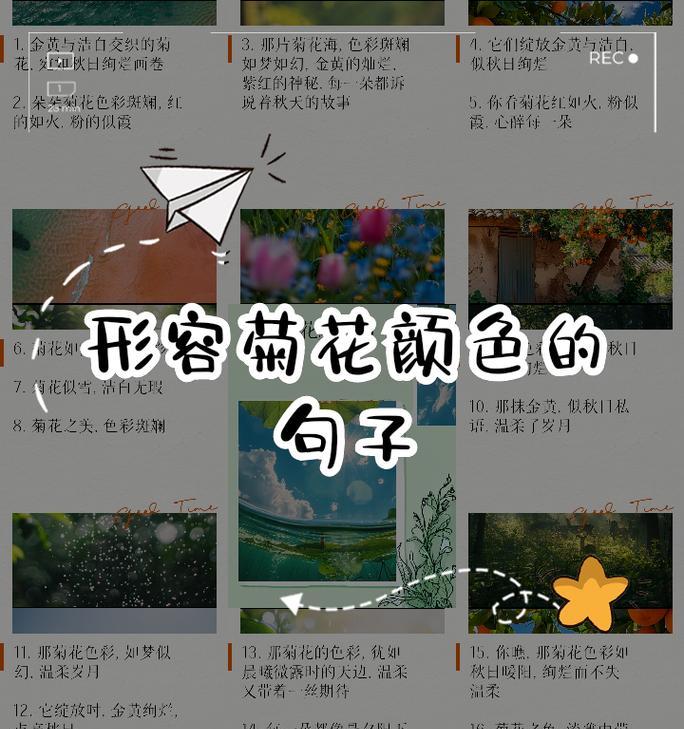 菊花有哪些缤纷色彩？如何培育出不同颜色的菊花？