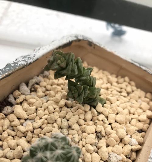 小米星干枯怎么办？如何预防和处理？