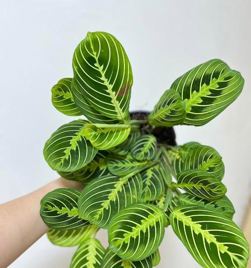 竹芋盆栽选择和养护方法是什么？