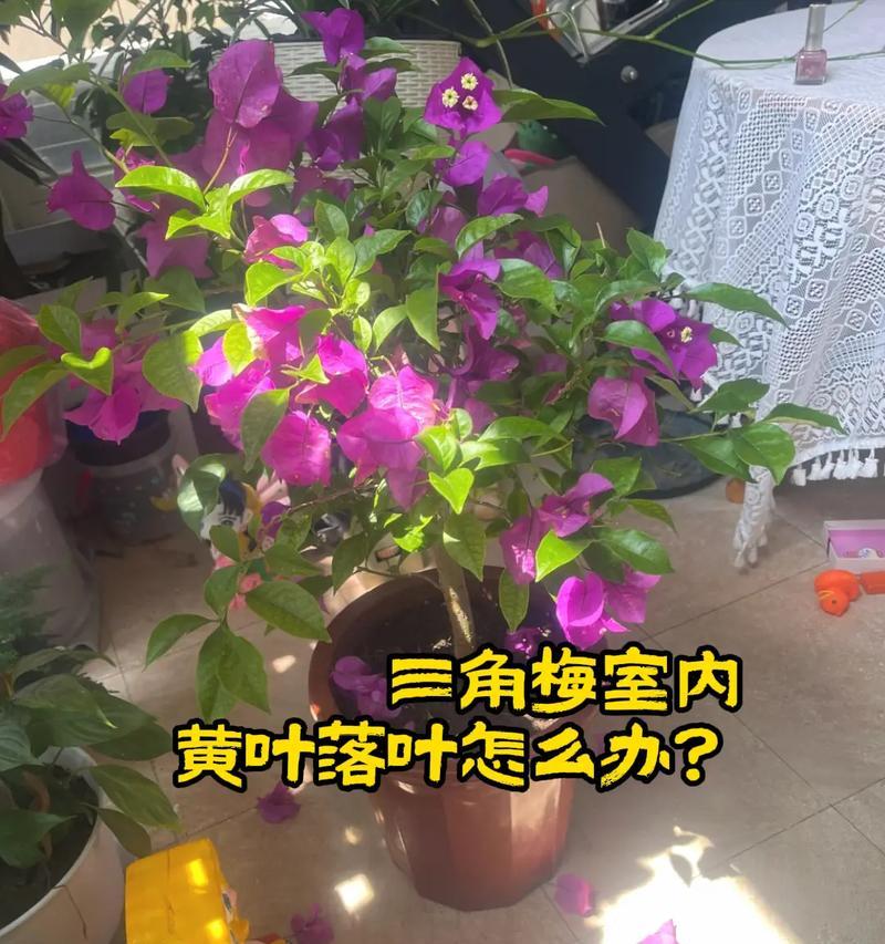 盆栽芍药花如何养护？遇到黄叶怎么办？