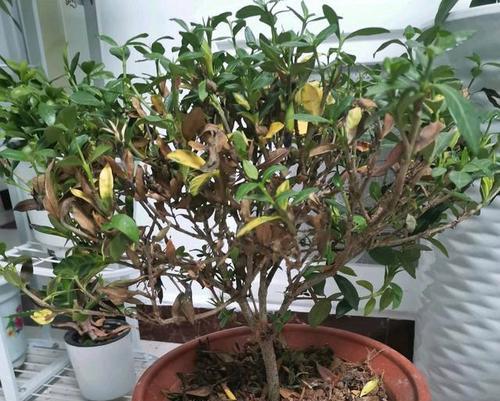 盆栽芍药花如何养护？遇到黄叶怎么办？
