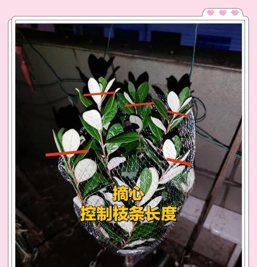 打顶和摘心的区别是什么？这两种植物修剪方法有何作用？