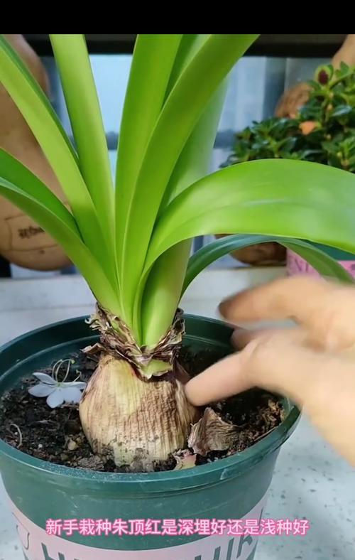 打顶和摘心的区别是什么？这两种植物修剪方法有何作用？