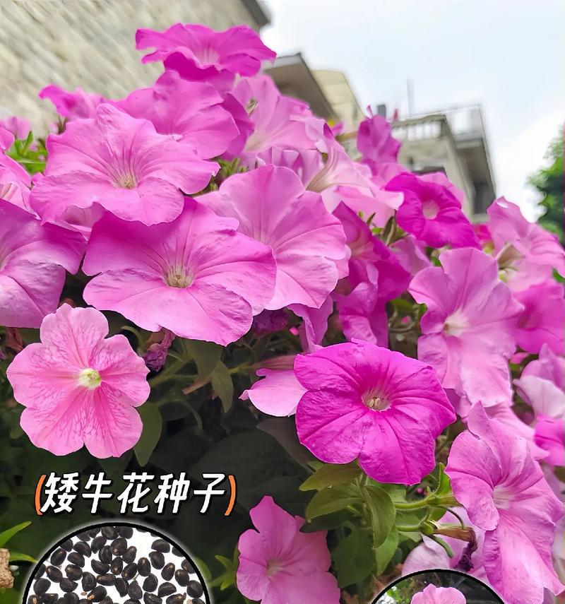 喇叭花的种植步骤和注意事项是什么？