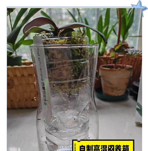 蝴蝶兰烂根的急救方法是什么？如何预防？