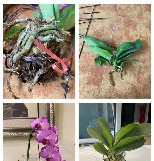 蝴蝶兰烂根的急救方法是什么？如何预防？