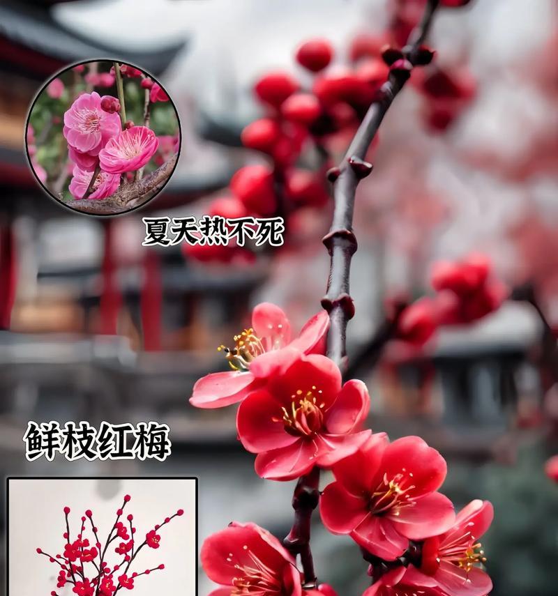 鲜枝红梅的花语是什么？鲜枝红梅在花语中有什么寓意？