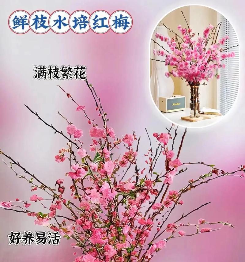 鲜枝红梅的花语是什么？鲜枝红梅在花语中有什么寓意？