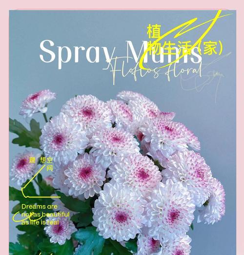 小雏菊的花语有何特别之处？样子有何寓意？