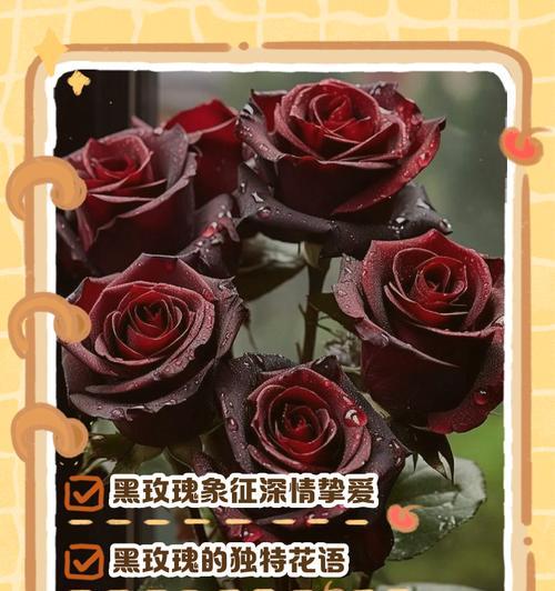 稀有玫瑰鲜花花语是什么？稀有玫瑰品种传递的特殊信息有哪些？