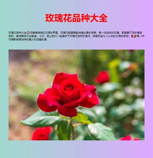 稀有玫瑰鲜花花语是什么？稀有玫瑰品种传递的特殊信息有哪些？