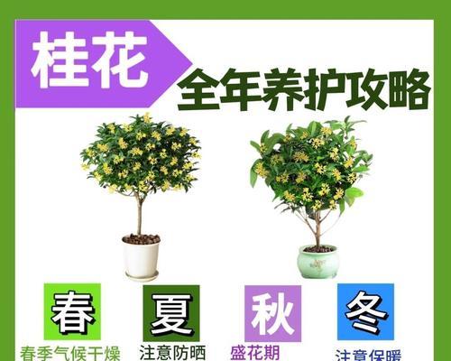 桂花的花语和象征是什么？