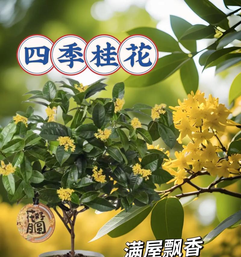 桂花的花语和象征是什么？