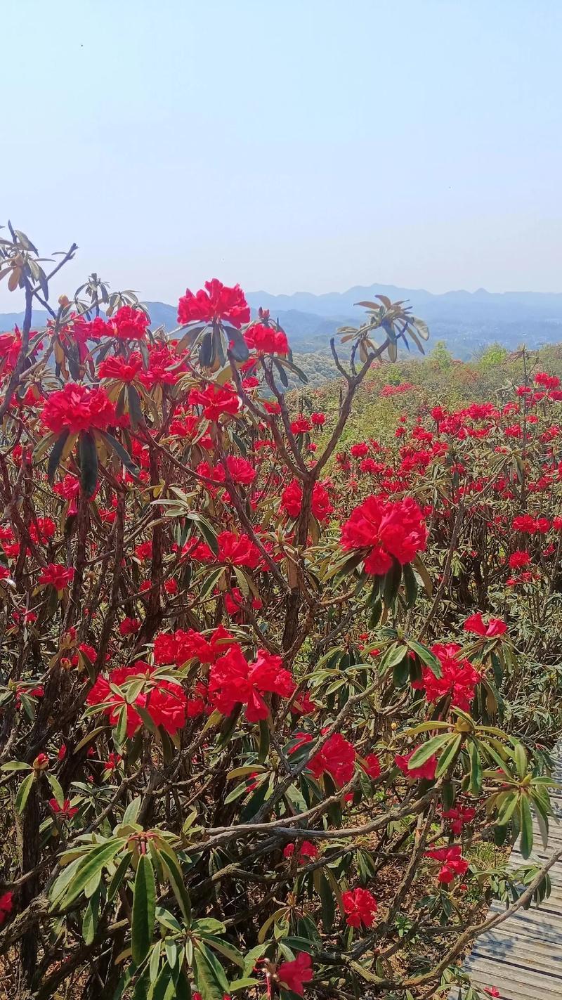 杜鹃花的花语有哪些？