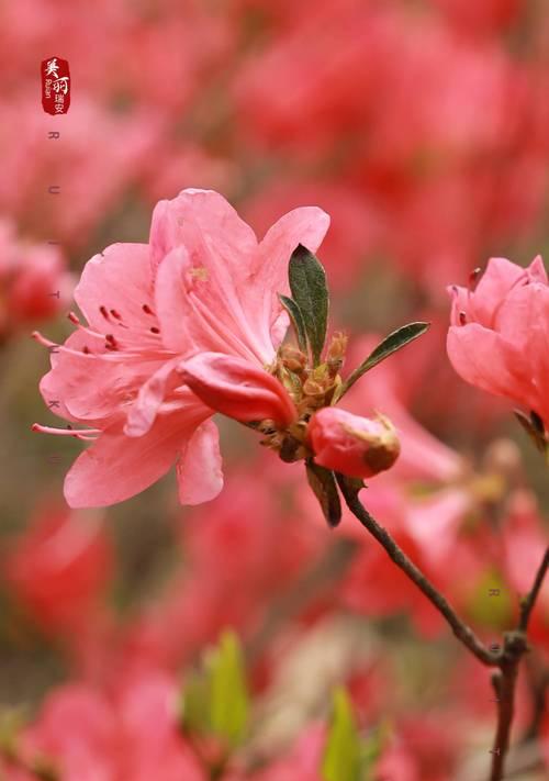 杜鹃花的花语有哪些？