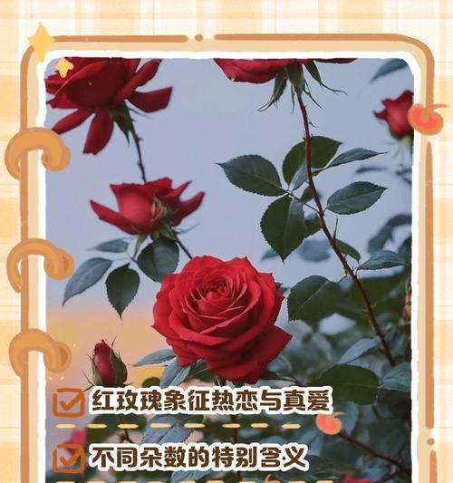 调香师玫瑰的花语有何深意？