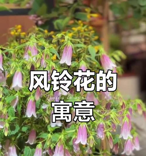 风铃草作为礼物送给朋友有何寓意？