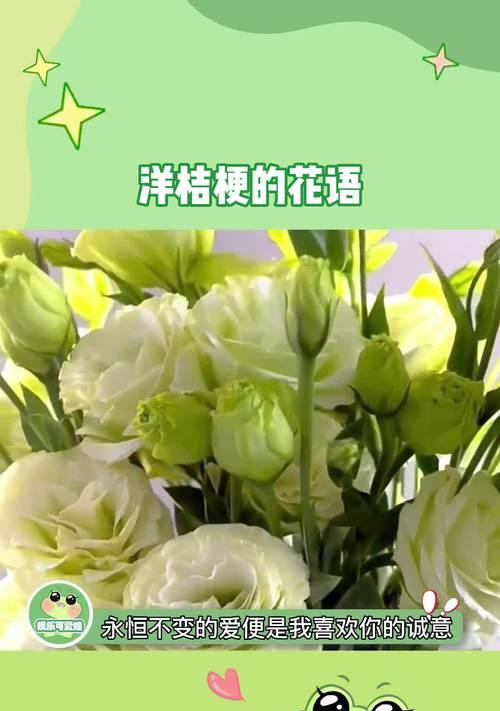 绿色洋桔梗的花语有何含义？