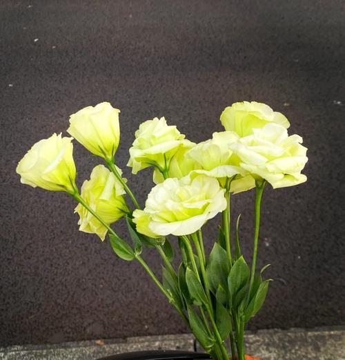 绿色洋桔梗的花语有何含义？