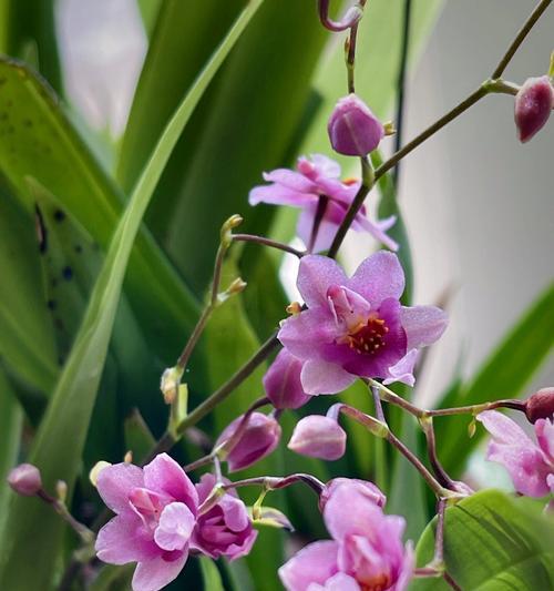 天香兰的花语是什么意思？天香兰代表了哪种情感？