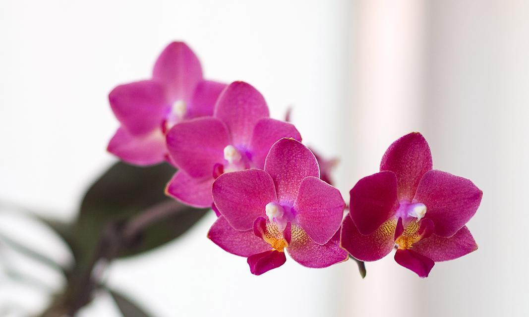 天香兰的花语是什么意思？天香兰代表了哪种情感？