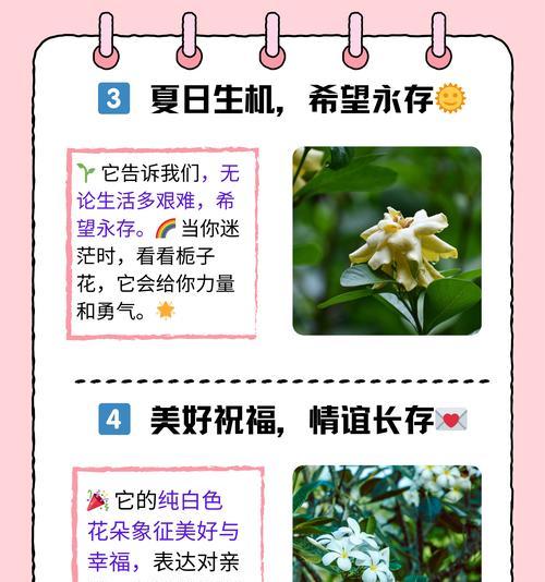 情人节送什么花表达爱意？花语中爱意满满的意思是什么？