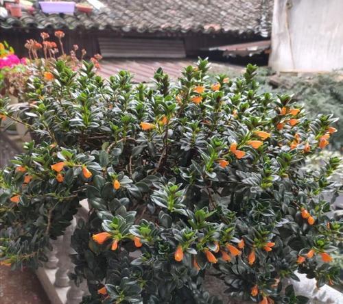 发财花的花语有哪些？发财花寓意着什么？