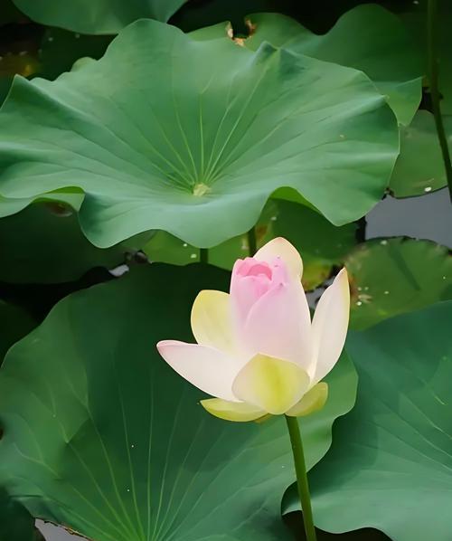 黄瓜的花语寓意象征着什么？