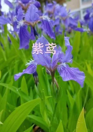 紫蝴蝶花语寓意是什么？它代表了哪些情感？