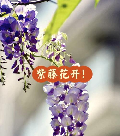 紫蝴蝶花语寓意是什么？它代表了哪些情感？