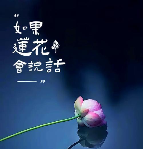 莲花的花语典故有何深意？如何用莲花花语传达情感？