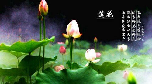 莲花的花语典故有何深意？如何用莲花花语传达情感？