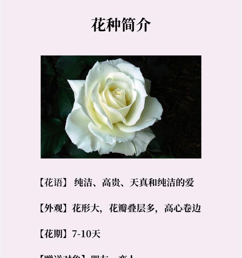蓝绿玫瑰的花语有何寓意？这种颜色的玫瑰有何特别含义？