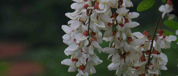 龙槐树的花语含义是什么？龙槐树代表什么？