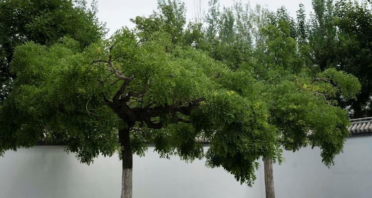 龙槐树的花语含义是什么？龙槐树代表什么？