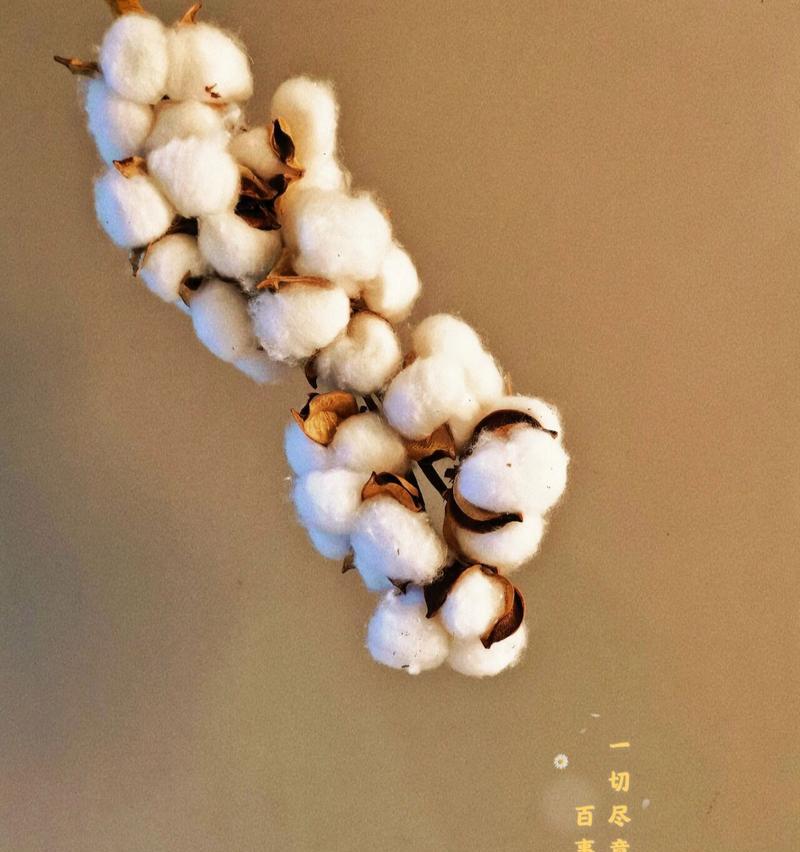 棉花作为礼物的花语是什么？送给恋人棉花代表什么？