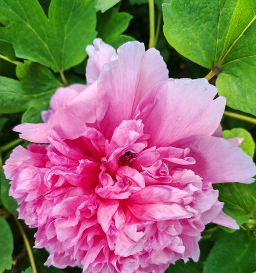 重瓣牡丹象征着哪种花卉？