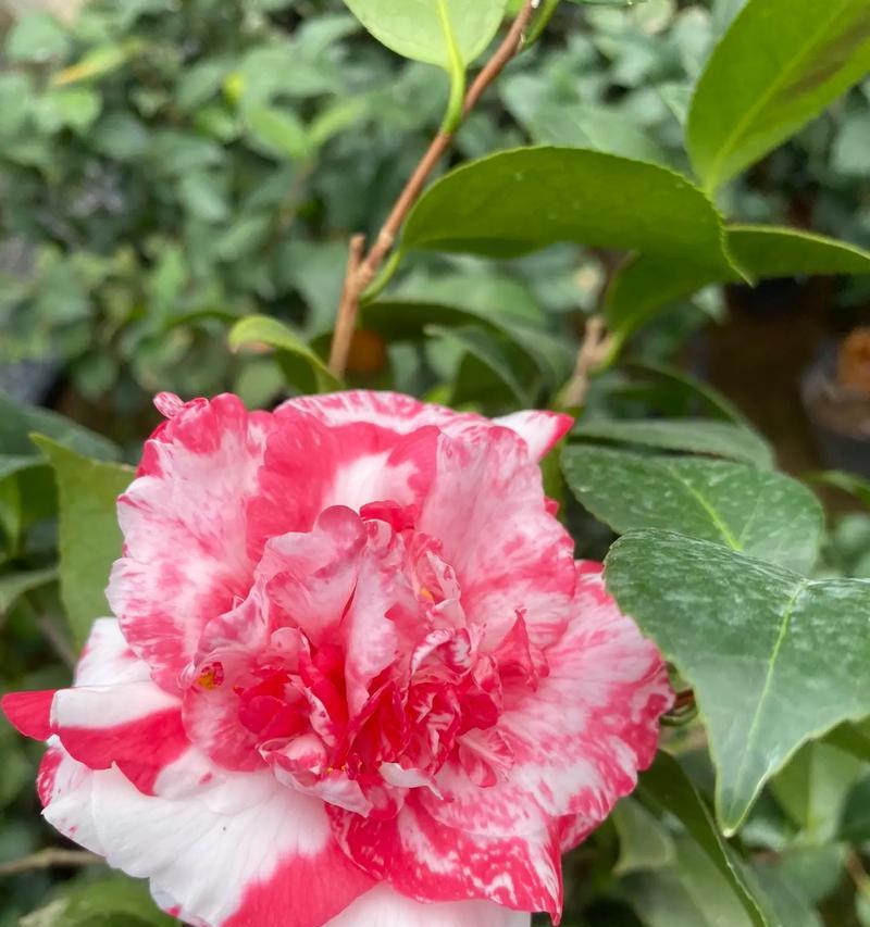 重瓣牡丹象征着哪种花卉？
