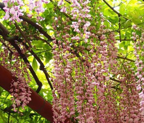 金珠花有什么寓意和花语？金珠花的花语和寓意有哪些？