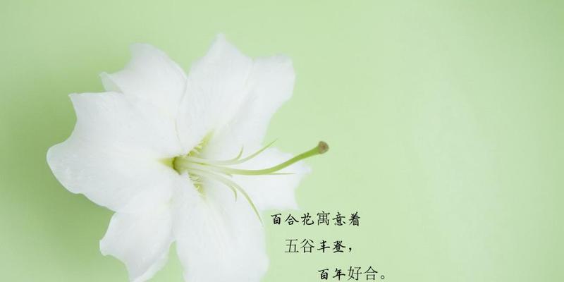 金珠花有什么寓意和花语？金珠花的花语和寓意有哪些？