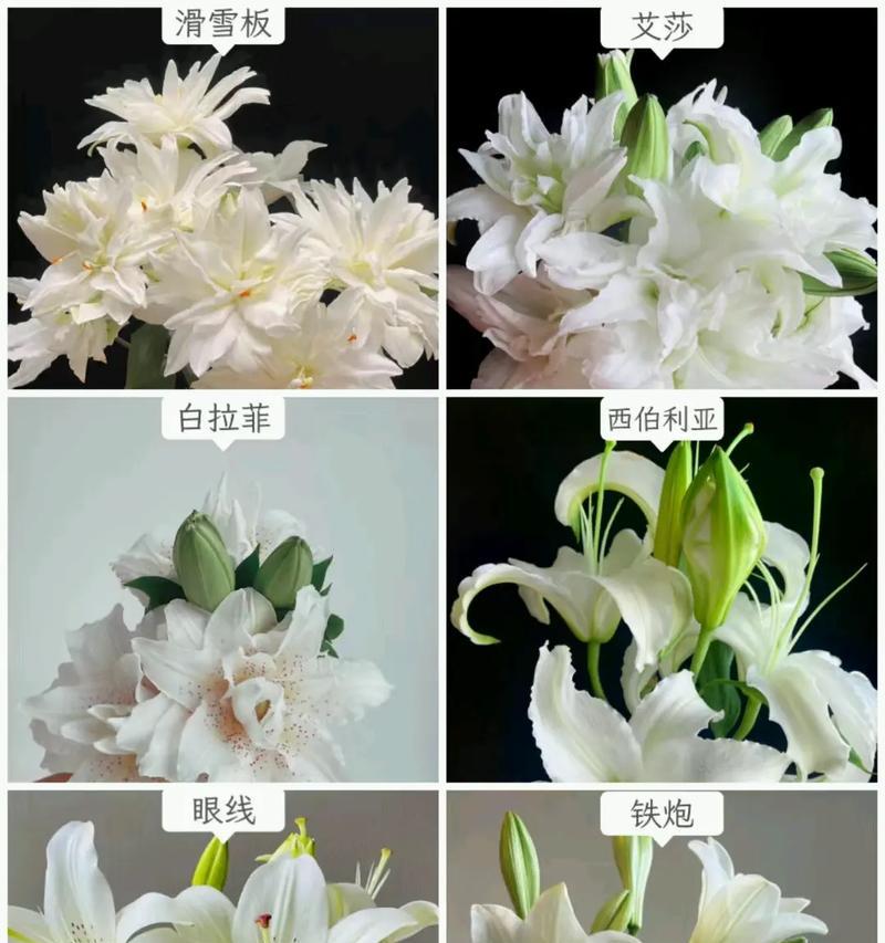 果花的花语和寓意有哪些？它们各自代表什么？